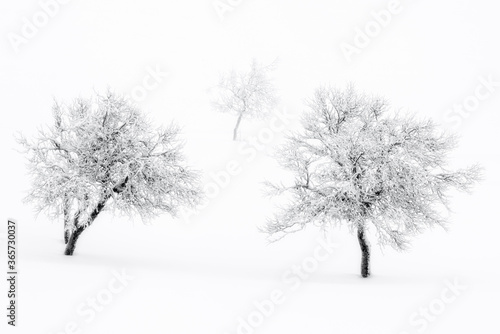 Snow covered bare trees in winter