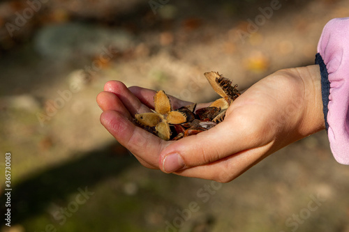 Girl holding beechnut shells in the hand