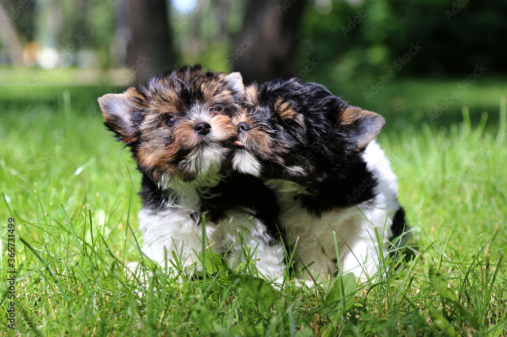 Two Biewer Terrier puppies in green grass.