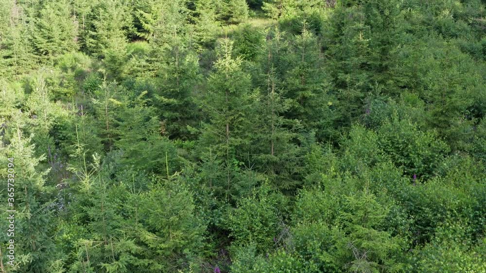 a young lush green forest from above filmed in linear movement - 4k a young lush green forest from above filmed in linear movement - 4k