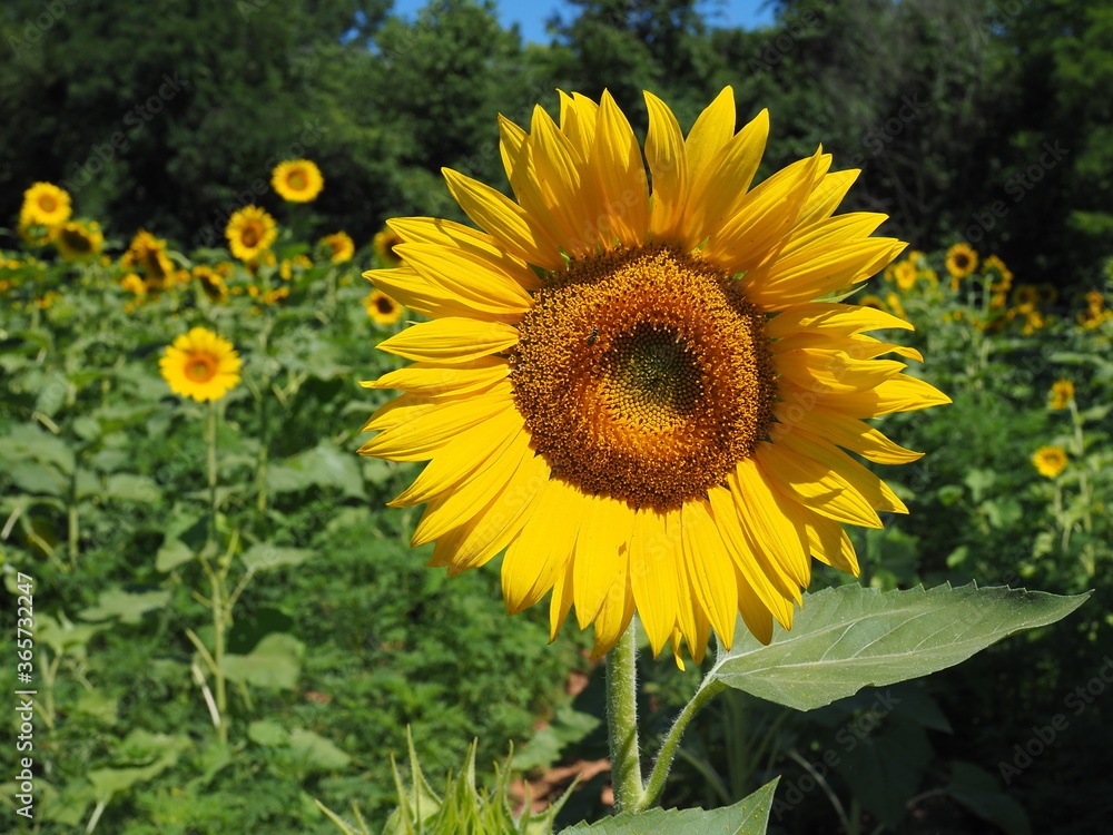 closeup of sunflower in field closeup of sunflower in field