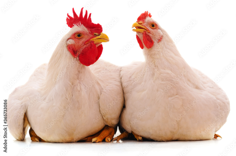Two white chickens.