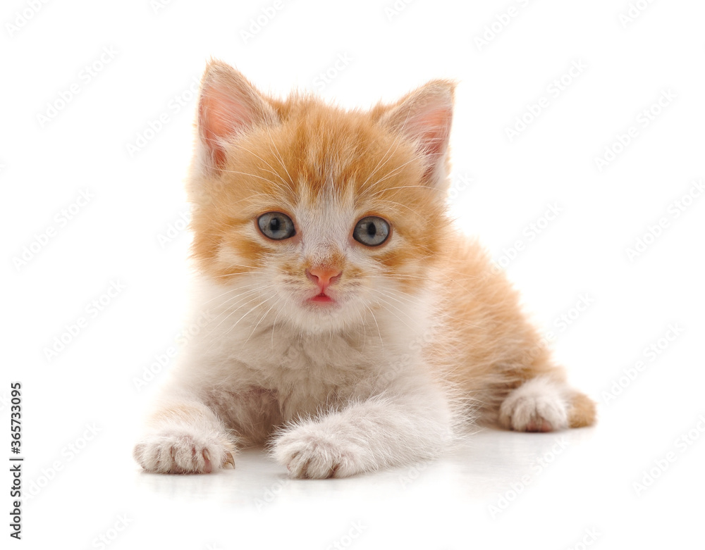 Obraz premium One little kitten.