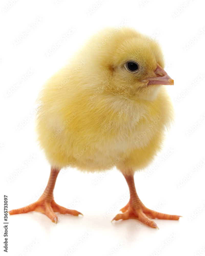 Small yellow chicken.