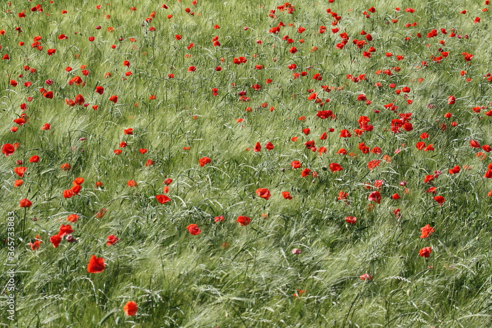 Fototapeta premium Red dots