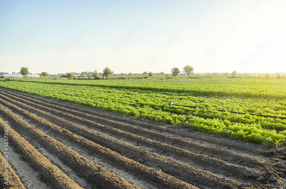 Landscape of a farm plantation field. Juicy greens of potato and carrot tops. Land processing and cultivation. Agroindustry and agribusiness. European organic farming. Growing food. Root tubers.