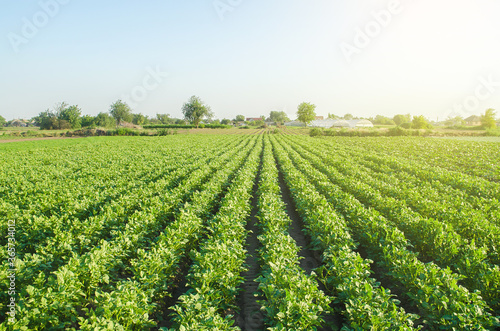 Plantation landscape of green potato bushes. Agroindustry and agribusiness. European organic farming. Growing food on the farm. Growing care and harvesting. Root tubers. Beautiful countryside farmland