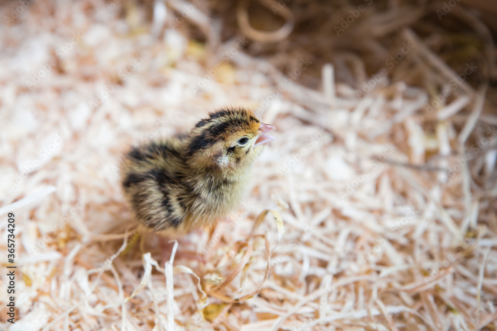 newborn quail chick among the straw newborn quail chick among the straw