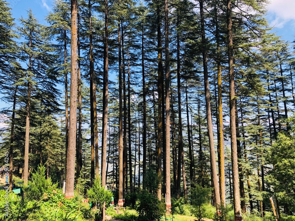 Fototapeta premium trees in the forest Dhanaulti mountain Uttarakhand 