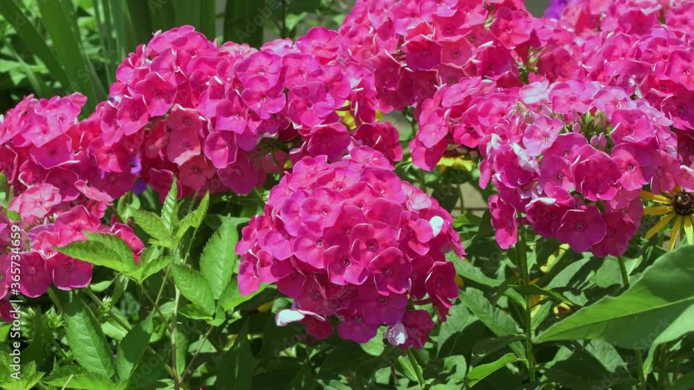 Large, brilliant, pink flower clusters of garden Phlox in full bloom Large, brilliant, pink flower clusters of garden Phlox in full bloom