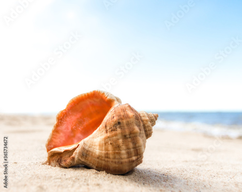 seashell on the sand of a resort beach without people in Egypt