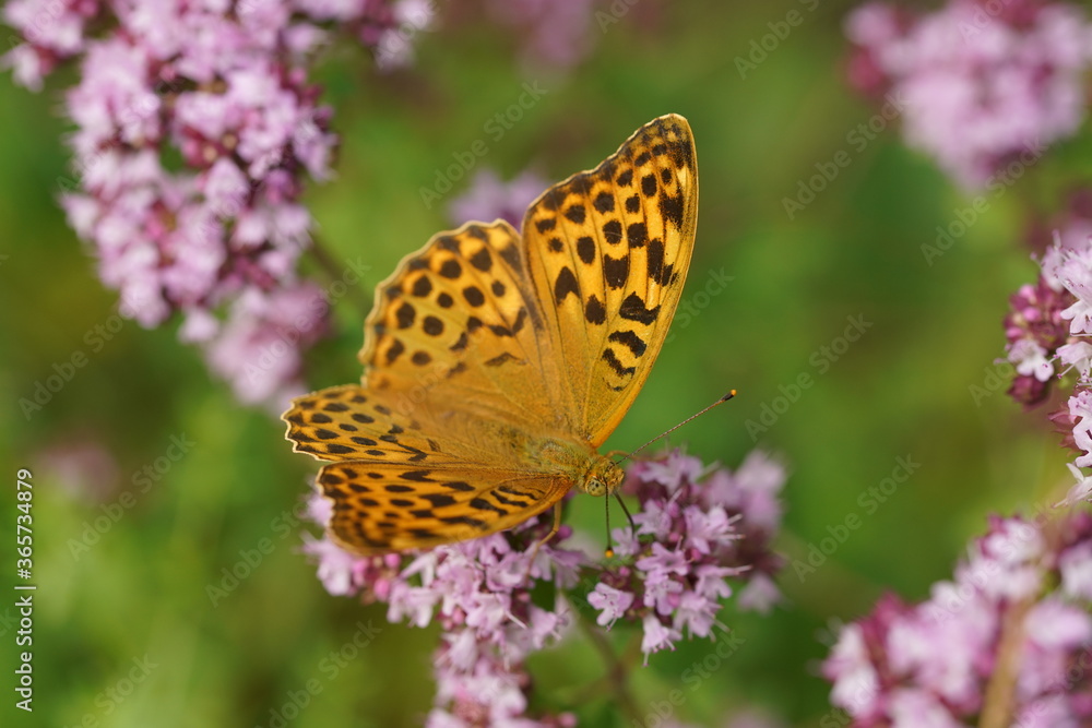 Kaisermantel Argynnis paphia auf Origanum Dost Kaisermantel Argynnis paphia auf Origanum Dost