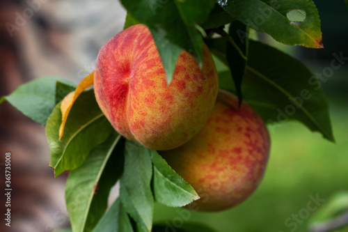 Fresh harvest of peaches. Green organic background