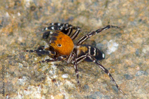 Jumping Spider (Cyrba algerina) photo