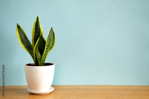 Mock up banner with copy space trending flower snake plant Sansevieria trifasciata on blue background. Summer indoor plants and urban jungle concept