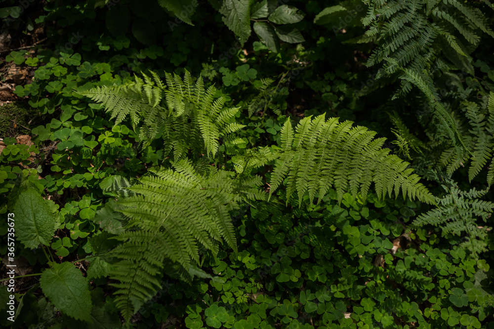 Matteuccia struthiopteris growing in the forest Bush Matteuccia struthiopteris growing in the forest Bush