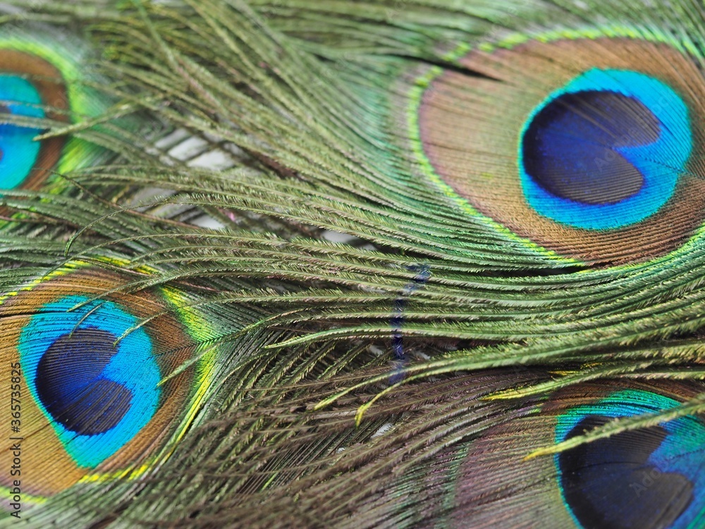 Fototapeta premium unique, fancy, celebrate, macro nature, card, studio shot, bird, feathers, eyes close up, eye, vivid, ornamented, majestic, light, plume, isolated, concept, turquoise, exotic, macro, pretty, wallpaper