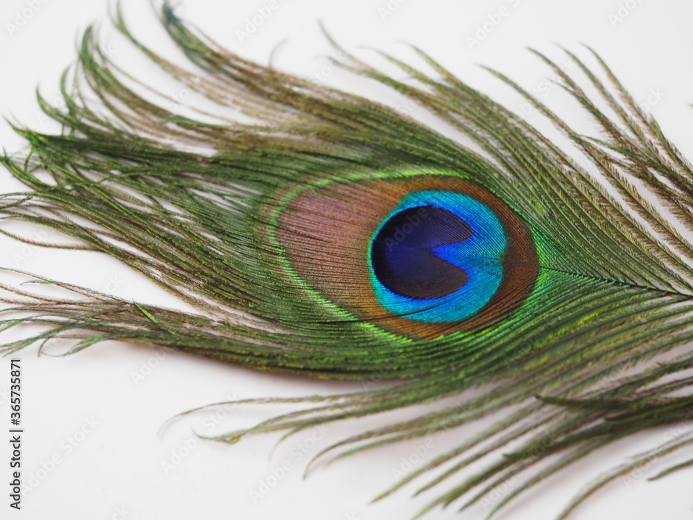 Naklejka premium A Single Peacock Feather on a White Background