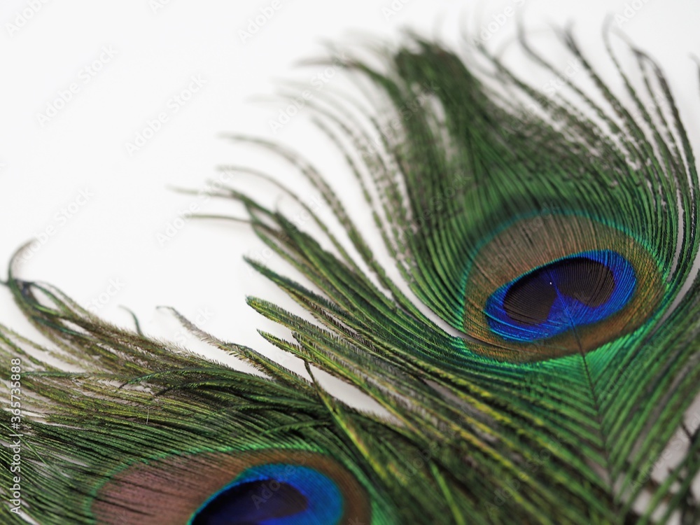 Obraz premium unique, fancy, celebrate, macro nature, card, studio shot, bird, feathers, eyes close up, eye, vivid, ornamented, majestic, light, plume, isolated, concept, turquoise, exotic, macro, pretty, wallpaper
