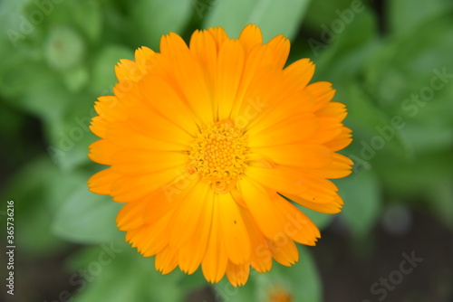 yellow flower of calendula