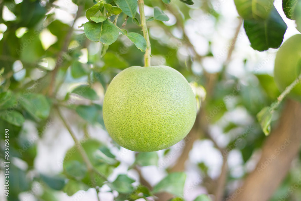 Ripe large green pomelo (shaddock, grapefruits, rutaceae, citrus maxima, citrus grandis, Merra, pummel, pumpelmoes) hanging on a tree branch in the garden with green leaves and brown branch background