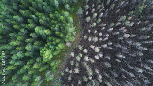 Fototapeta Naklejka Na Ścianę i Meble -  Drone view of a burnt forest. Dead trees after fire. Burnt pine forest and green forest. Colorful atmospheric landscape.