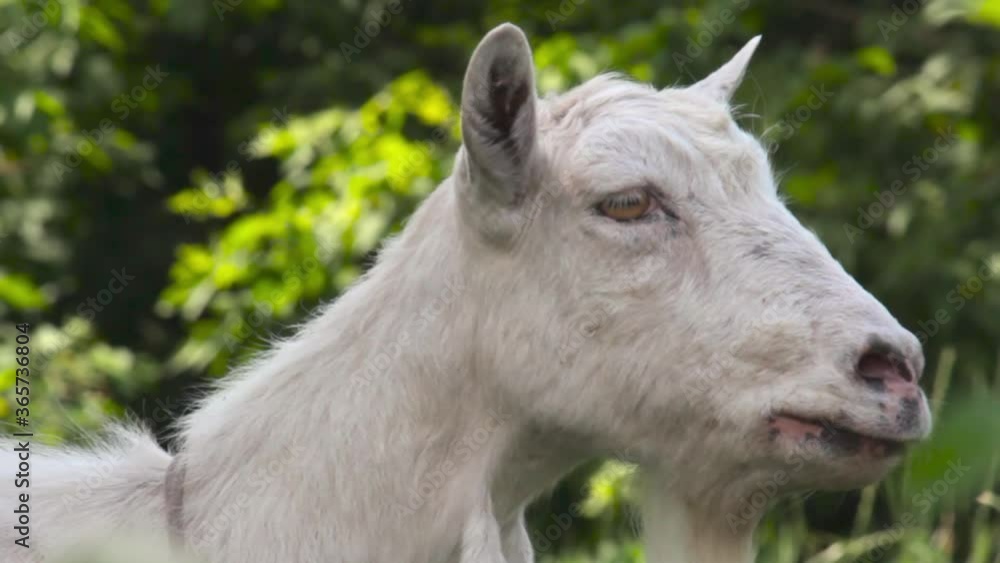 A young goat grazes in a spring meadow. Close-up of a goat. Goat posing on camera A young goat grazes in a spring meadow. Close-up of a goat. Goat posing on camera