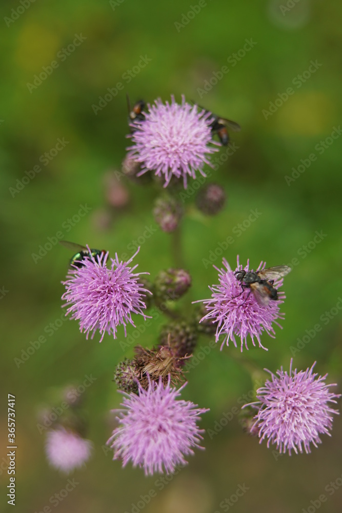 Weg-Distel im Sommer zur Blütezeit, Carduus acanthoides Weg-Distel im Sommer zur Blütezeit, Carduus acanthoides