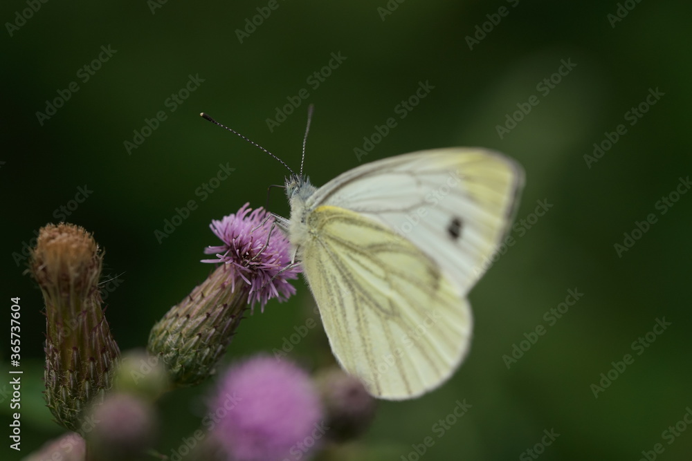 Pieris brassicae, Großer Kohlweißling auf der Blüte einer Weg-Distel im Sommer zur Blütezeit, Carduus acanthoides Pieris brassicae, Großer Kohlweißling auf der Blüte einer Weg-Distel im Sommer zur Blütezeit, Carduus acanthoides