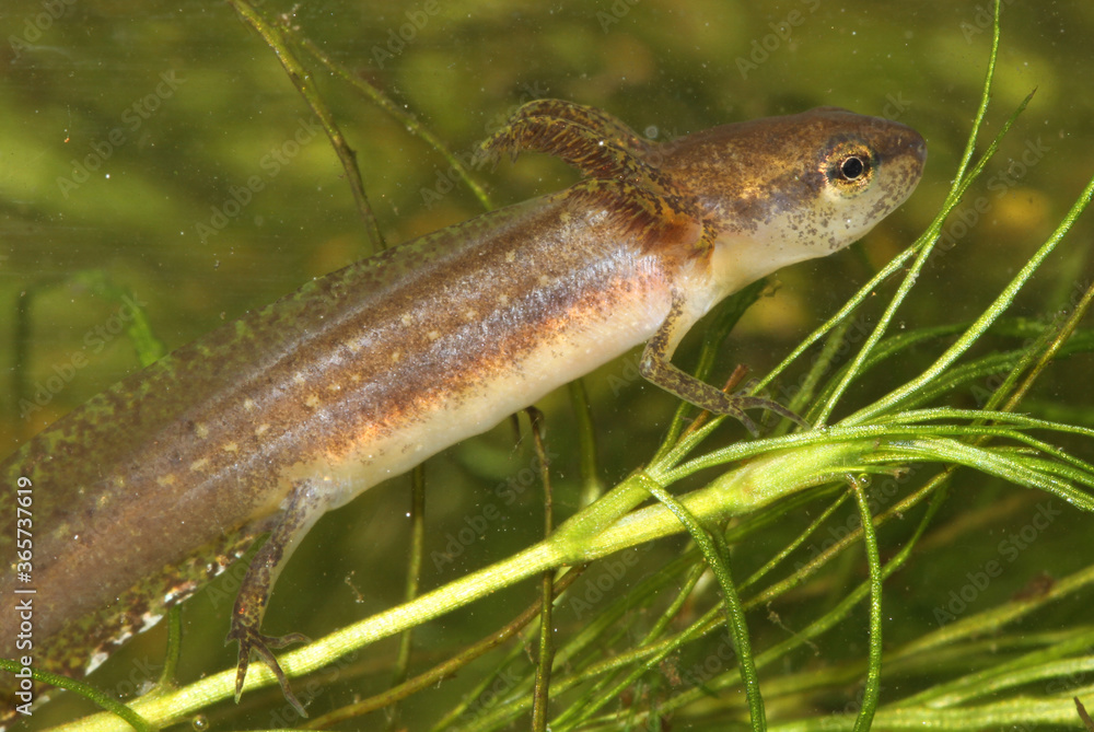 A predatory larva of an Eastern Newt (Notophthalmus viridescens) rests on vegetation while waiting for small invertebrates to swim near. Its feathery gills can be seen on the sides of its head. 