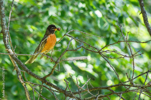 A close portrait of American Robin standing on tree branch © Yan