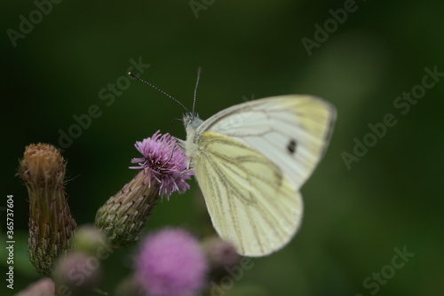 Pieris brassicae, Großer Kohlweißling auf der Blüte einer Weg-Distel im Sommer zur Blütezeit, Carduus acanthoides