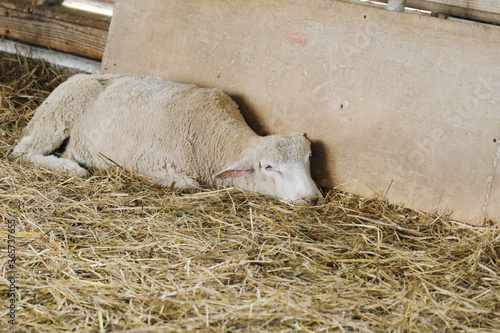 藁の上で爆睡する羊