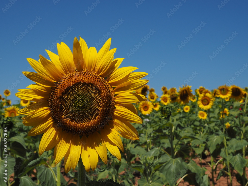 off center closeup of sunflower off center closeup of sunflower