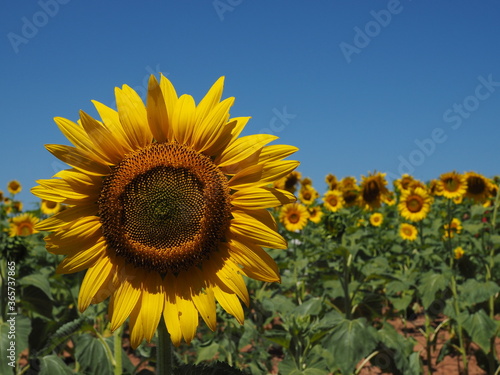 off center closeup of sunflower
