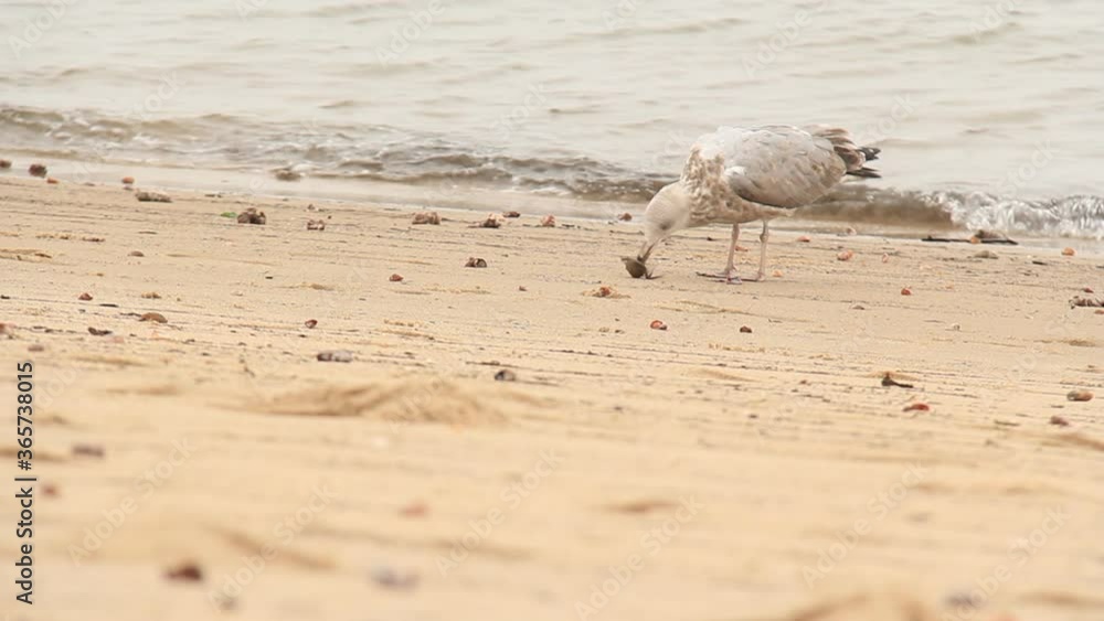 A seagull playing with, killing, and preparing to eat a small black crab (Japanese Shore Crab) on a Connecticut beach on Long Island Sound. A seagull playing with, killing, and preparing to eat a small black crab (Japanese Shore Crab) on a Connecticut beach on Long Island Sound.