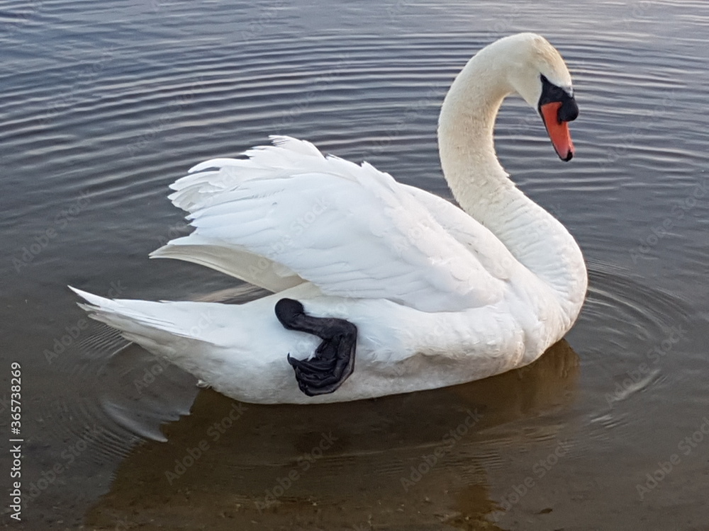 Obraz premium Grounded.