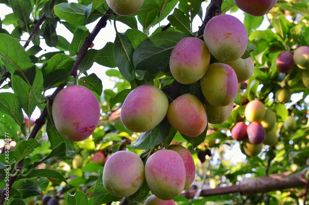 apples on a tree apples on a tree