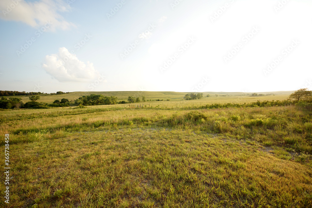 Fototapeta premium green field and blue sky in Kansas
