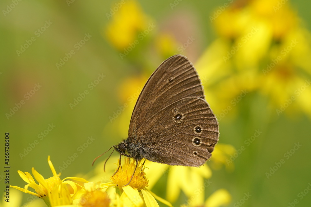 Obraz premium Aphantopus hyperantus, Brauner Waldvogel