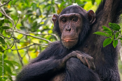 Photography "Under the gaze of my brother"