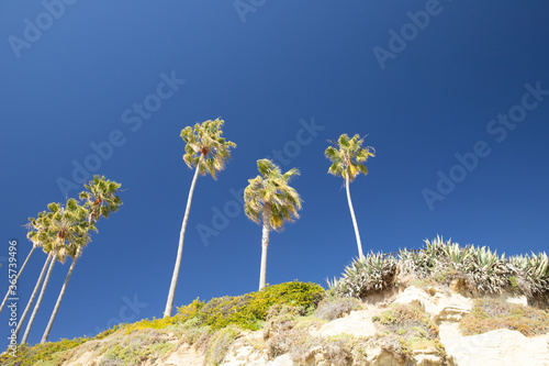 California landscape with palmtree and blue sky