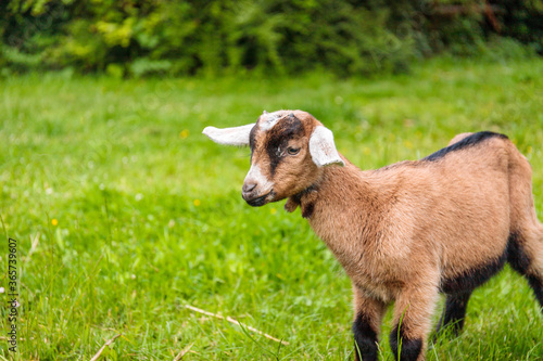 Brown nubian goat on a green grass countryside