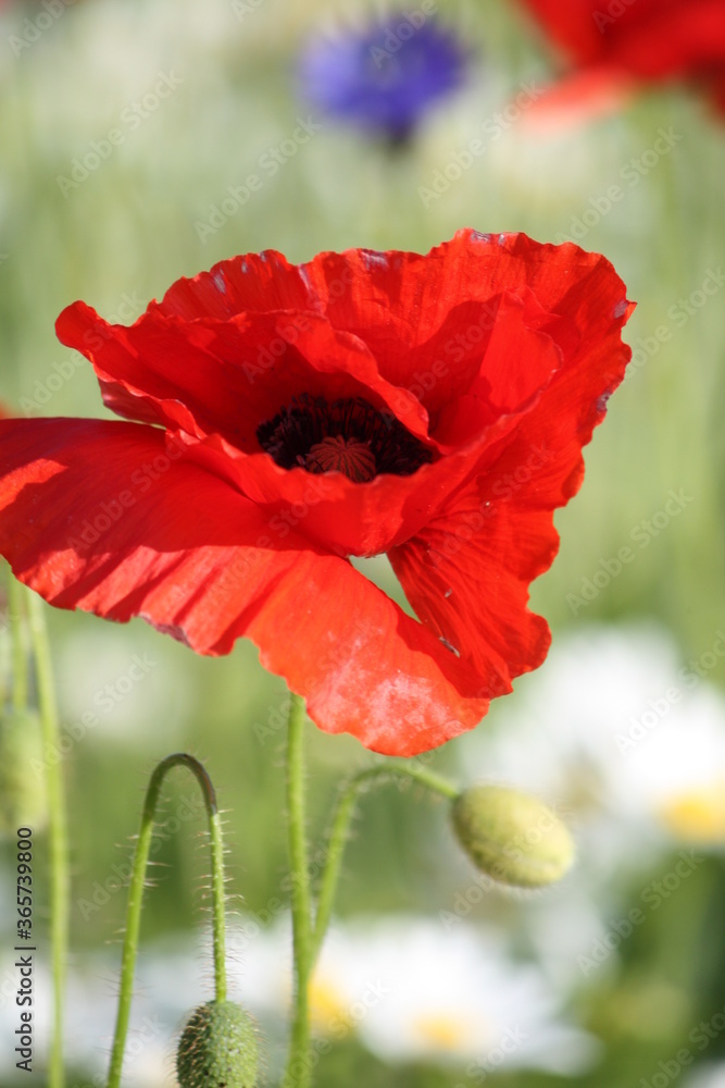 Naklejka premium Talking Poppies