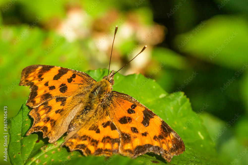 Obraz premium Butterfly selection