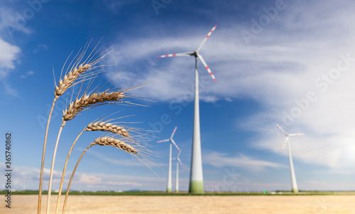 Wind power on the cornfield. Landscape with wind turbines. Farm with its own electricity generation. Windkraft auf dem Kornfeld. Landschaft mit Windkraftanlagen. Bauernhof mit eigener Stromerzeugung. photo