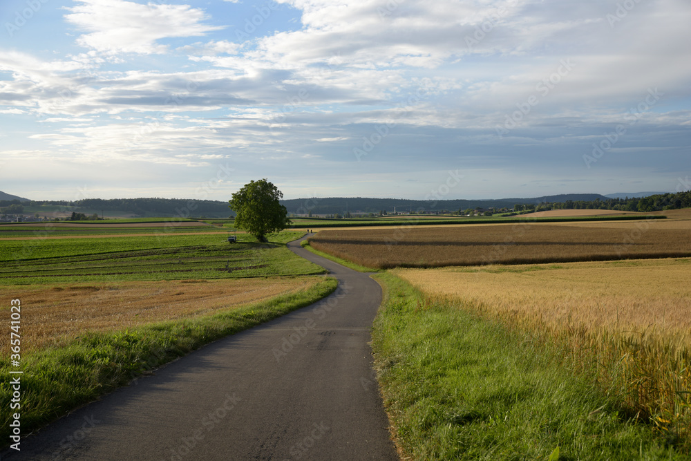 route au milieu des champs en été 