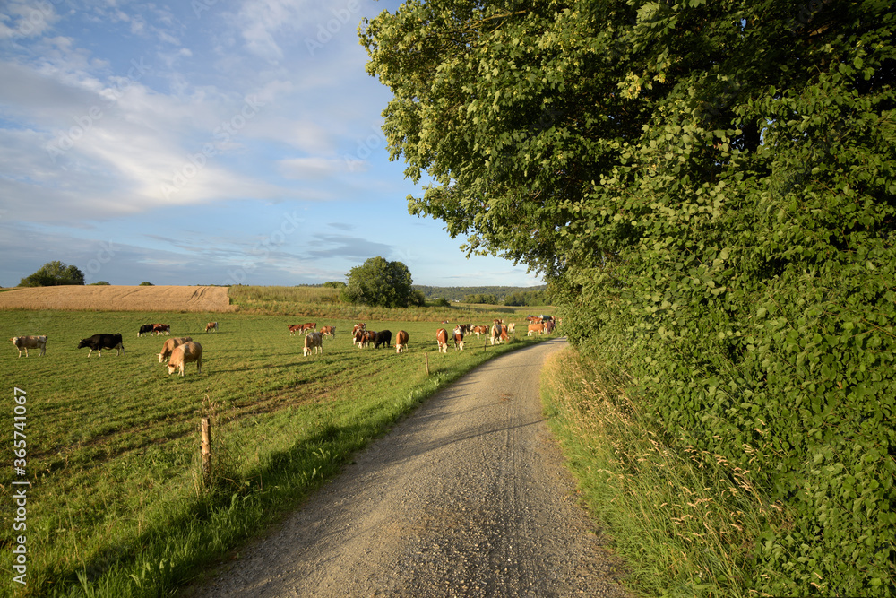 Fototapeta premium chemin et troupeau de vaches - Suisse