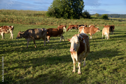 troupeau de vache en fin de journée en été © DOMINIQUE MARIOTTI