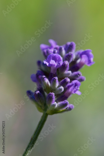 Lavender flower in a garden in summertime with a plain green background